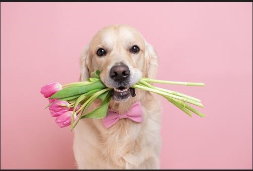 dog.JPG