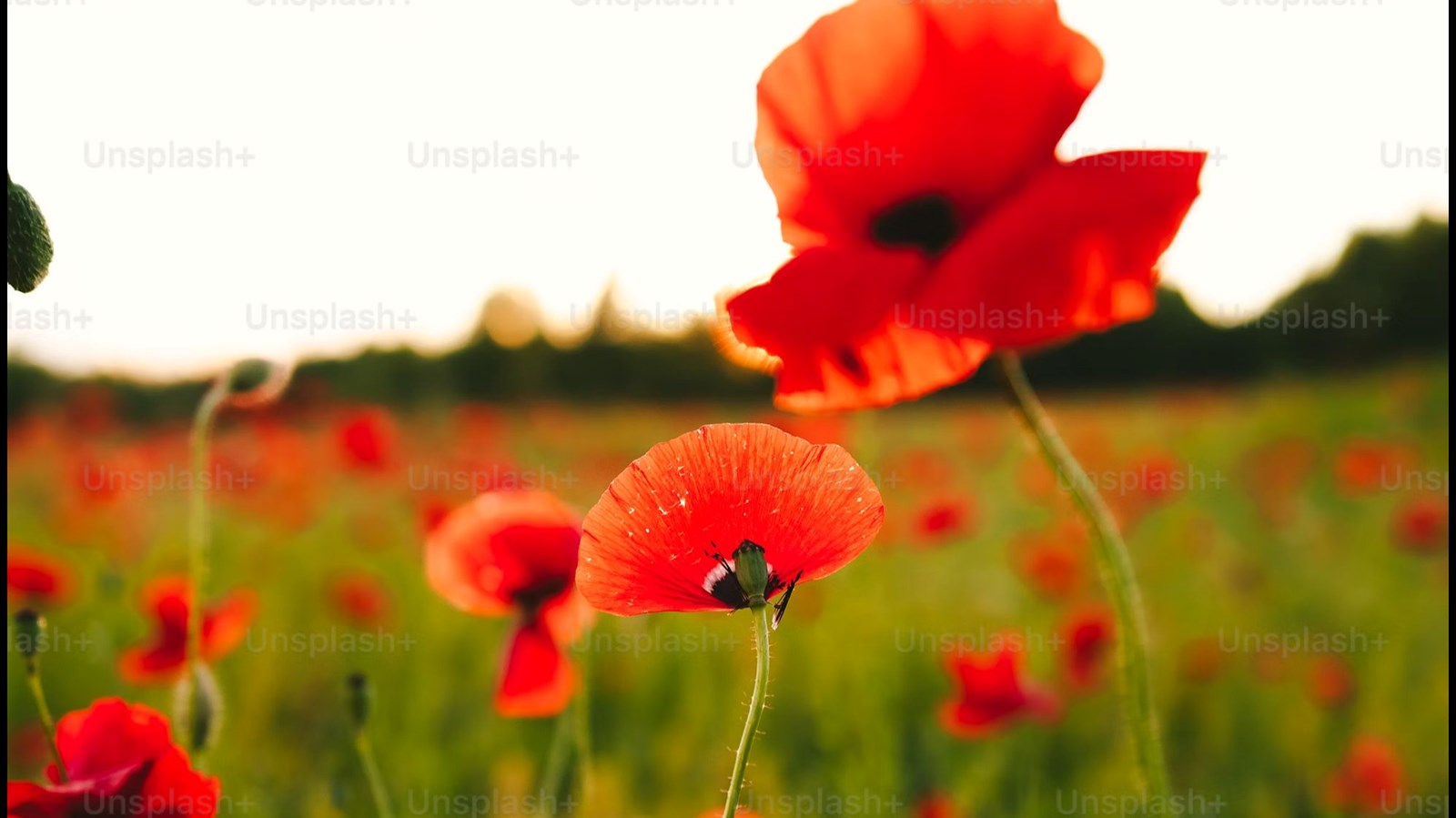 a field of poppies